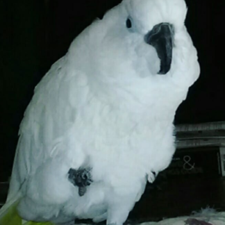 cockatoo parrot for sale
