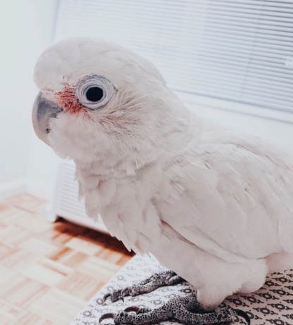 cockatoo parrots for sale