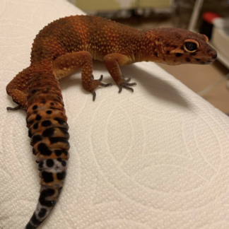 Geckos en venta